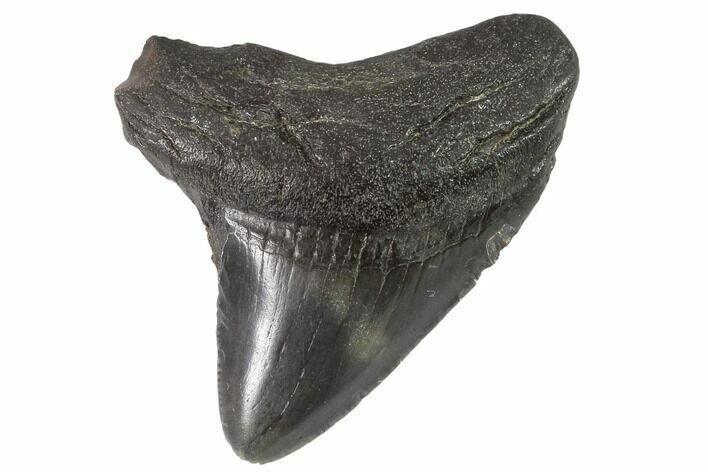 Juvenile Megalodon Tooth - Georgia #90830